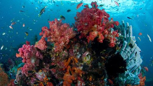 Sebuah kapal pesiar berbendera negara persemakmuran Inggris, Bahama, menabrak terumbu karang utama di Raja Ampat hingga rusak.