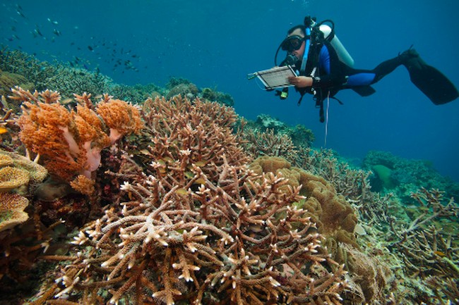 Cara Memantau Kesehatan Karang di Dasar Laut