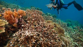 Cara Memantau Kesehatan Karang di Dasar Laut