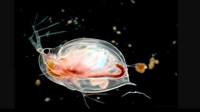 Pernah terbayang nggak, gimana caranya makhluk hidup di laut dalam bisa hidup? Soalnya di sana sangat gelap karena sinar matahari tidak bisa menembus.