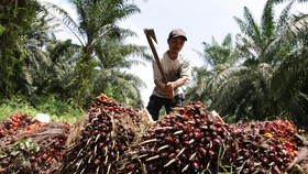 Dinilai Merugikan, Serikat Petani Tolak RUU Perkelapasawitan