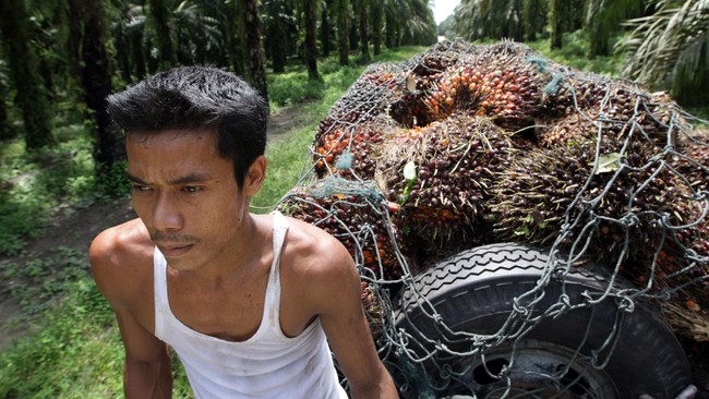 Tingginya penjualan di dalam negeri menurut catatan Gapki karena program mandatori biodiesel sebesar 20 persen (B20) sudah dijalankan pemerintah tahun ini.