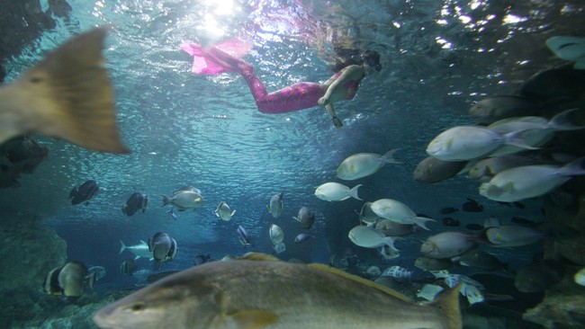 Percayakah kalian kalau ikan duyung ini yang menjadi inspirasi terciptanya kisah putri duyung?