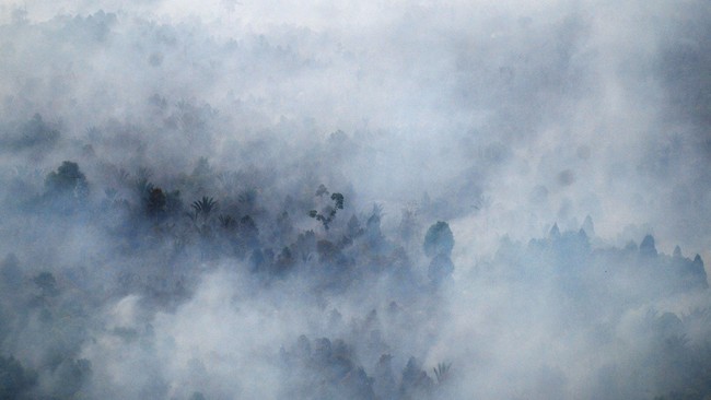 Lima perusahaan tersebut rata-rata bergerak di bidang kelapa sawit: dua di Sumatra Selatan, dua di Jambi, dan satu di Kalimantan Selatan.