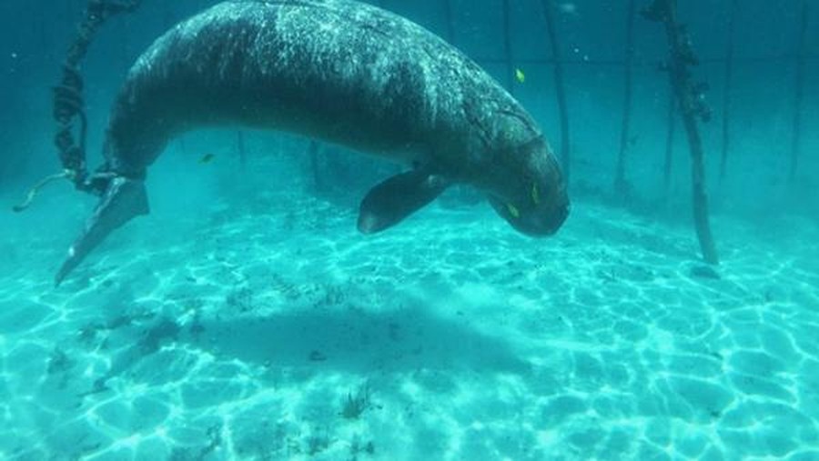Dugong Dugong ditangkap di Pulau Kokoya
