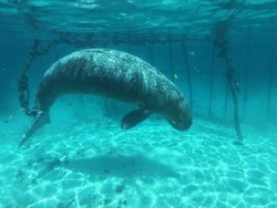 Mengenal Dugong, Mamalia yang Sering Disebut Duyung dan Hampir Punah