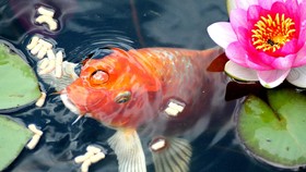Mengapa Ikan Mas Bisa Menghasilkan Alkohol?