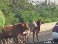 Picu Kecelakaan Karambol di Tol Sragen, 5 Sapi Mati Tertabrak