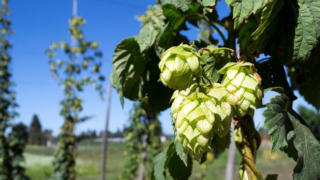 Solusi Baru Atasi Kanker Bahan Pembuat Bir