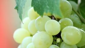 Ambisi Georgia Tanam Anggur untuk Buat Wine di Mars