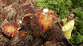 KLHK Akan Tunda Izin 3,5 juta Hektare Kebun Sawit