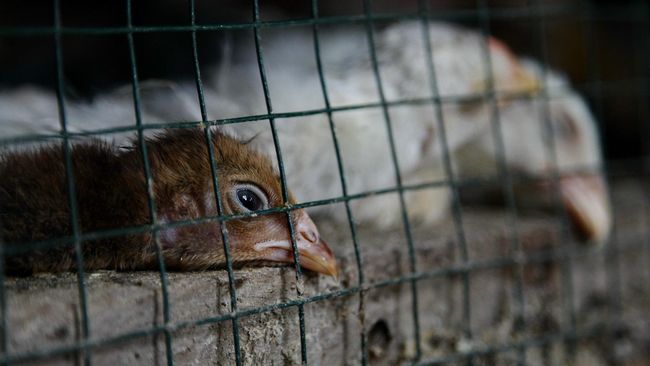 WHO Konfirmasi Kematian Manusia Pertama Akibat Infeksi Flu Burung H5N2