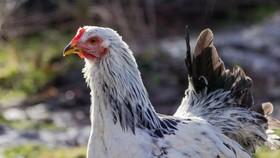 Aljazair Darurat Nasional Usai Ribuan Ayam Kena Flu Burung
