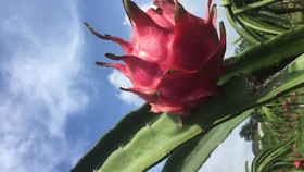 Makan Buah Naga Setiap Hari, Bolehkah?