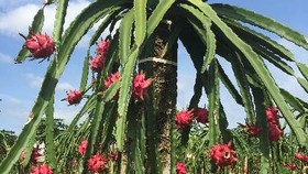 Warga Bangka Buat Teh dari Bunga Buah Naga