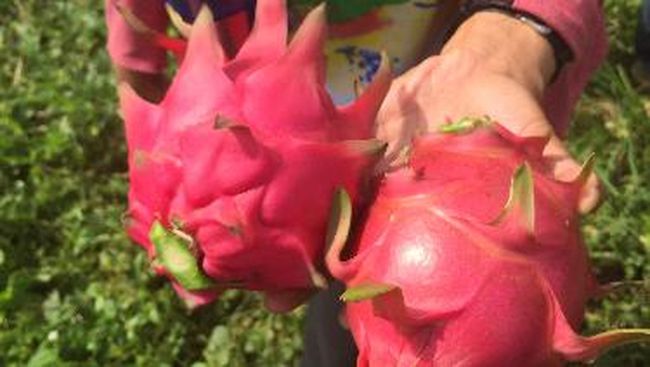 Ada beberapa makanan yang sebaiknya tidak dikonsumsi bersamaan dengan buah naga, bagaimana cara aman makan buah naga?