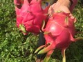 4 Jenis Buah Naga dan Manfaatnya untuk Tubuh