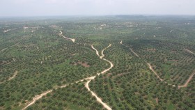 img-title Komnas HAM Dukung Tarik HGU Telantar: Reforma Agraria Jauh dari Target