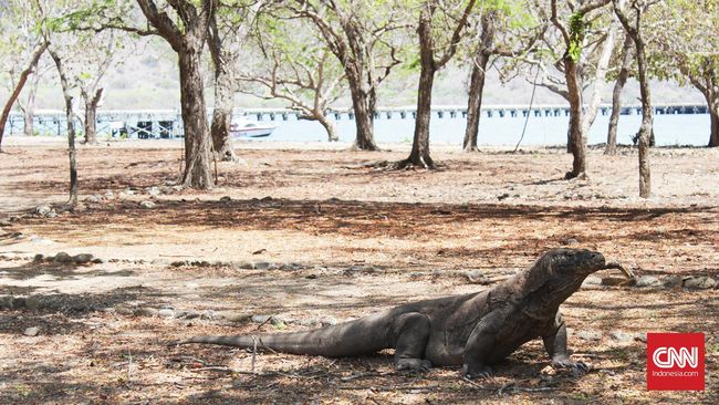  Jurassic Park NTT Ancaman Hewan  Purba  Komodo Pulau  Rinca