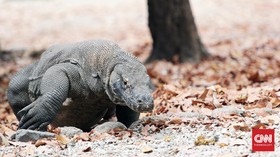 Kemenparekraf Buka Suara soal Kontroversi Penutupan TN Komodo
