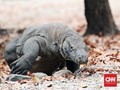 KLHK soal Jurassic Park NTT: Tak Boleh Satu Komodo Pun Mati