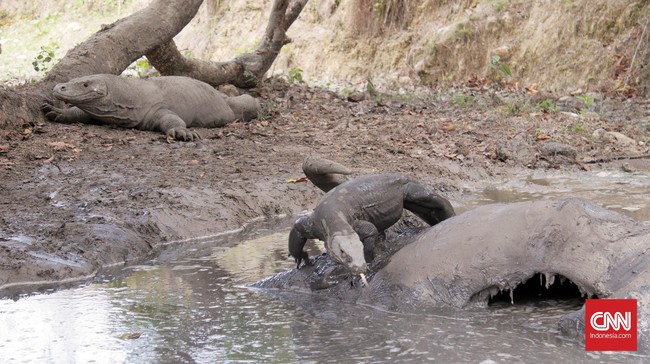 Kementerian PUPR membeberkan daftar 5 proyek penataan Pulau Rinca, Taman Nasional Komodo, di NTT. Berikut rinciannya.