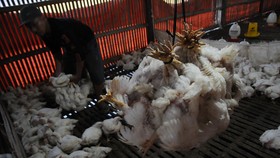 China Laporkan Kematian Manusia Pertama Imbas Flu Burung H3N8