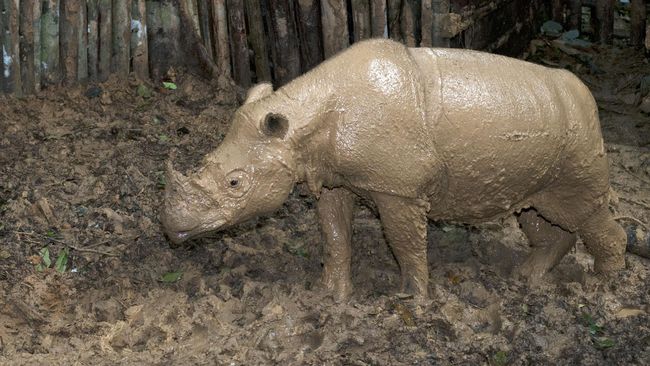 Suaka Rhino Sumatera II yang terletak di TN Way Kambas rencananya bakal diresmikan pada 31 Oktober 2019.