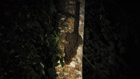 Melacak Kucing Hutan yang Sangat Pemalu di Kalimantan