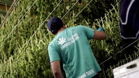 Ganja Loloskan Seorang Pria dari Vonis Amputasi
