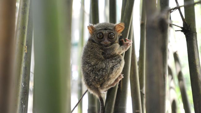 Keluar masuk hutan untuk menunggu hewan keluar dari tempat persembunyian, adalah rutinitas yang biasa dilakukan fotografer alam liar.