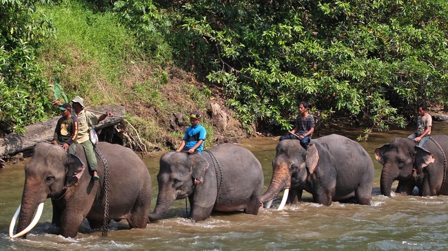 Meski tubuhnya besar, gajah dan paus adalah hewan yang memiliki risiko kecil terserang kanker. Apa penyebabnya?