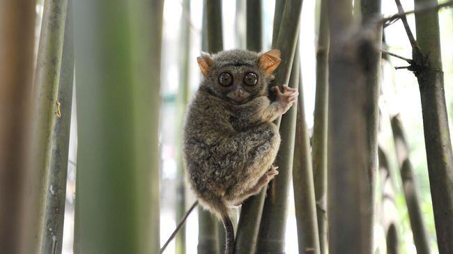 Batu Mentas selama ini menjadi objek wisata alam yang populer di Bangka Belitung. Siapa sangka di dalamnya bermukim kawanan "monyet hantu".