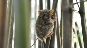 Batu Mentas Jadi Habitat 'Monyet Hantu' yang Dilindungi
