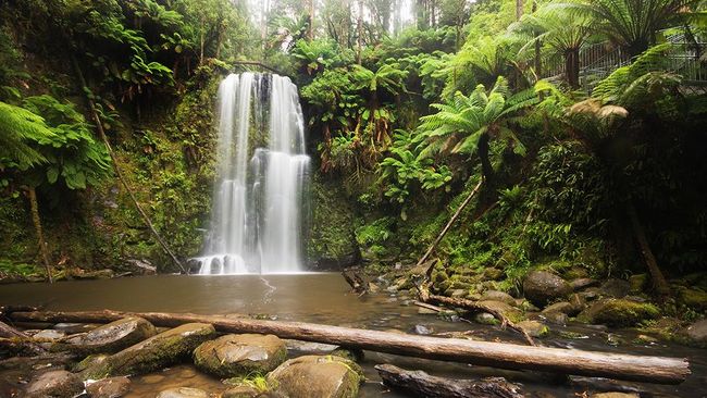 'Wajah' Hutan Hijau yang Meneduhkan di Berbagai Belahan ...