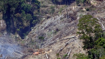 Walhi Sindir Transisi Energi Palsu Legalkan Deforestasi