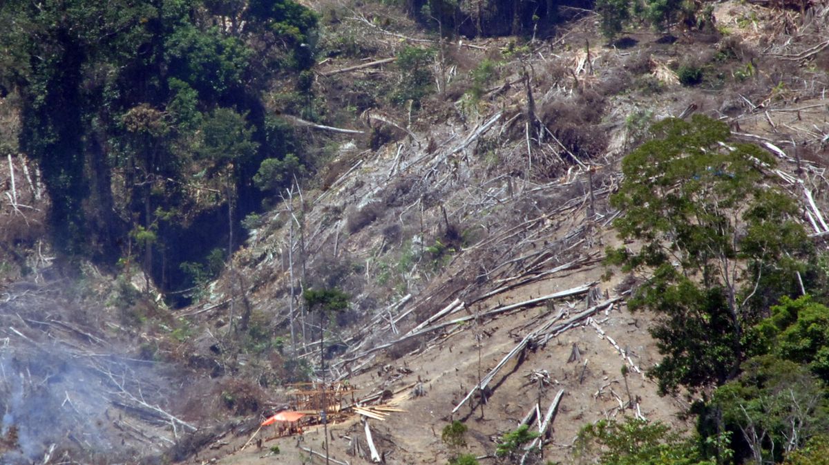 Walhi Sindir Transisi Energi Palsu Legalkan Deforestasi