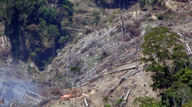 Para perambah hutan di kawasan TNKS kini menjadi mitra untuk melakukan konservasi hutan di Sumatera Barat hingga Bengkulu.