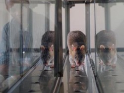 Misterius, Belasan Warga di Hong Kong Tertular Hepatitis dari Tikus