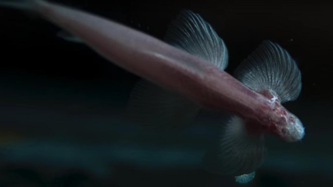 Ada ikan aneh di Thailand yang bisa berjalan di darat. Ilmuwan menduga, inilah jawaban misteri transisi dari ikan jadi makhluk vertebrata daratan.