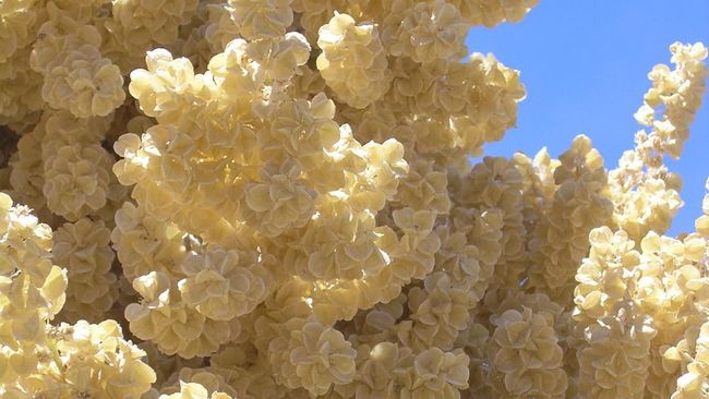 Untuk pertama kalinya setelah 50 tahun dipindahkan dari gurun Mojave, bunga langka nolina raksasa mekar di taman botani Berkeley.