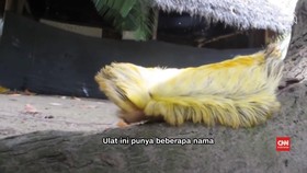 Ulat Bulu Paling Beracun Ternyata Mirip Rambut Donald Trump