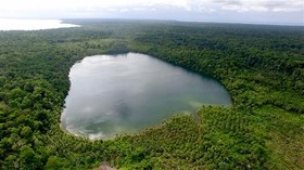 Menengok Burung-Burung Cantik di Kofiau, Raja Ampat