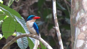 Mencari Sang Burung Surga dari Kofiau