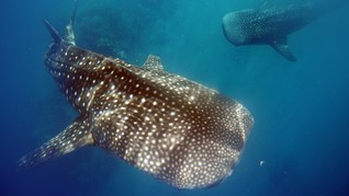 Terkibas Ekor Hiu Paus saat Snorkeling, Penyelam Cedera