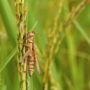 Dampak Pestisida pada Makanan bagi Tubuh Manusia