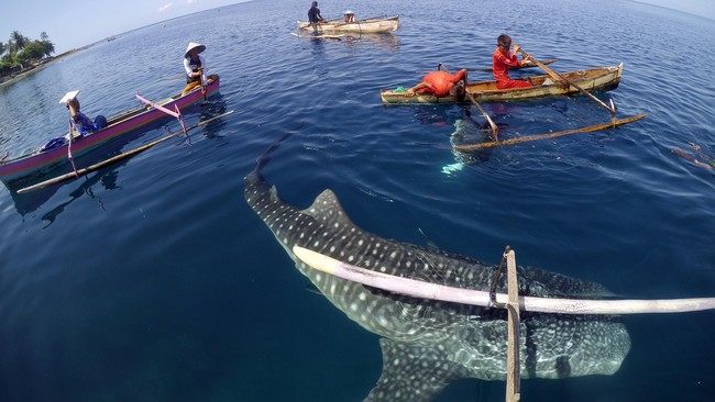 Hiu Paus terdampar di pantai di Desa Bira Barat, Kecamatan Ketapang, Sampang, Jawa Timur, Senin (13/9).