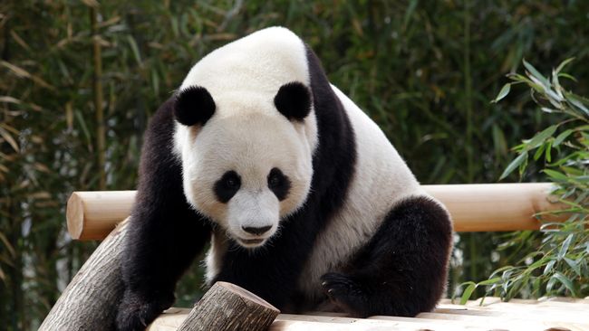 Panda China  Tidak Lagi Terancam Punah