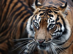 9 Hewan Terbesar dari Anggota Kucing, Harimau Nomor Satu?