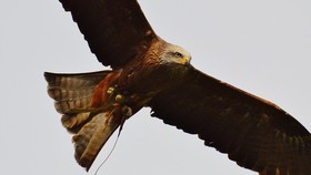 Bandara di China Pekerjakan Elang untuk Cegah Burung Tabrak Pesawat